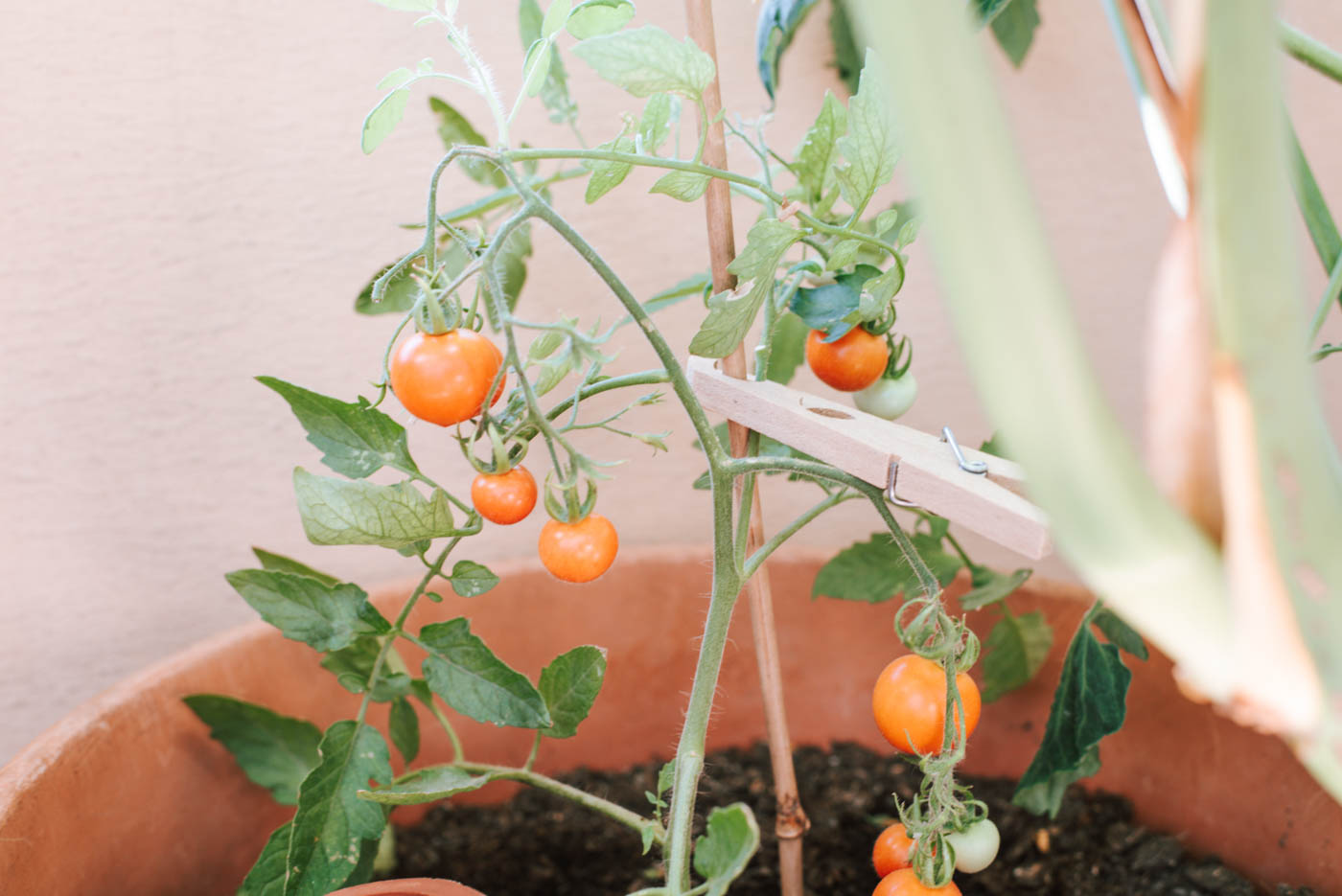 37+ Tomate Im Topf Pflanzen, Dennoch gibt es ein paar tipps, die du