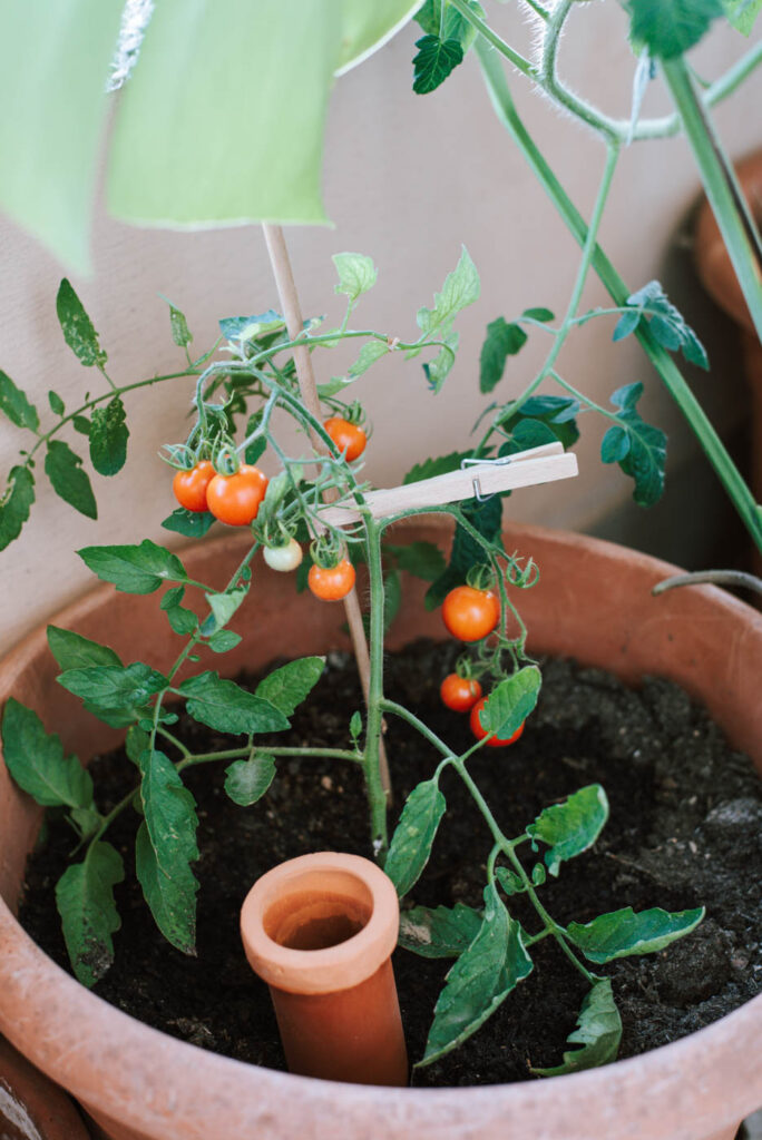 11 Tipps, die ihr kennen solltet wenn ihr eure Tomaten im Topf pflanzen wollt: Topfgröße, Düngen, das richtige Gießen, Sortenwahl ...