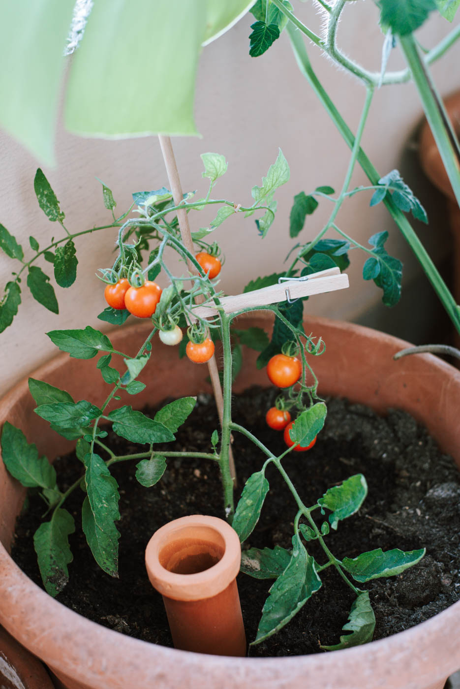 Tomaten im Topf pflanzen 11 Tipps die ihr beachten solltet Uponmylife