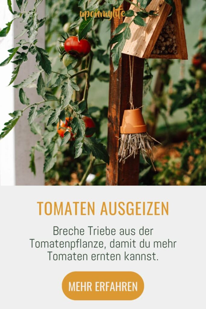 Tomaten ausgeizen: Alles was du über das Ausgeizen und den Anbau von Tomaten und eine reiche Tomatenernte wissen solltest. Jetzt lesen!