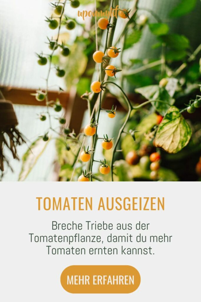 Tomaten ausgeizen: Alles was du über das Ausgeizen und den Anbau von Tomaten und eine reiche Tomatenernte wissen solltest. Jetzt lesen!