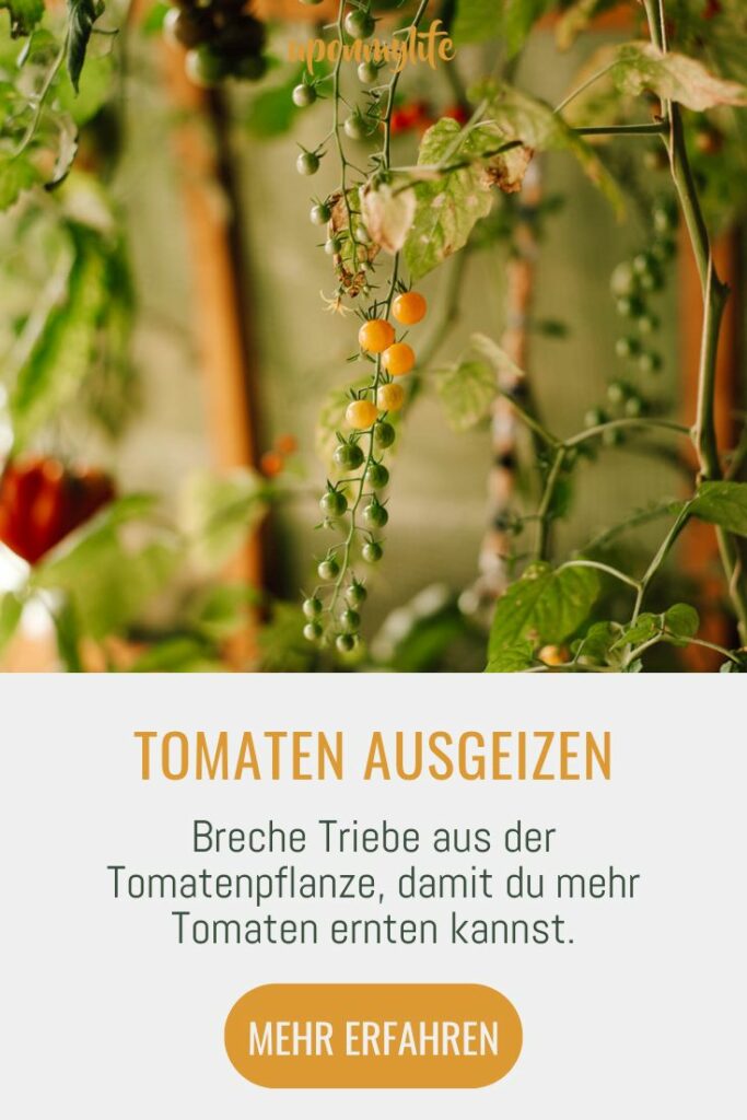 Tomaten ausgeizen: Alles was du über das Ausgeizen und den Anbau von Tomaten und eine reiche Tomatenernte wissen solltest. Jetzt lesen!