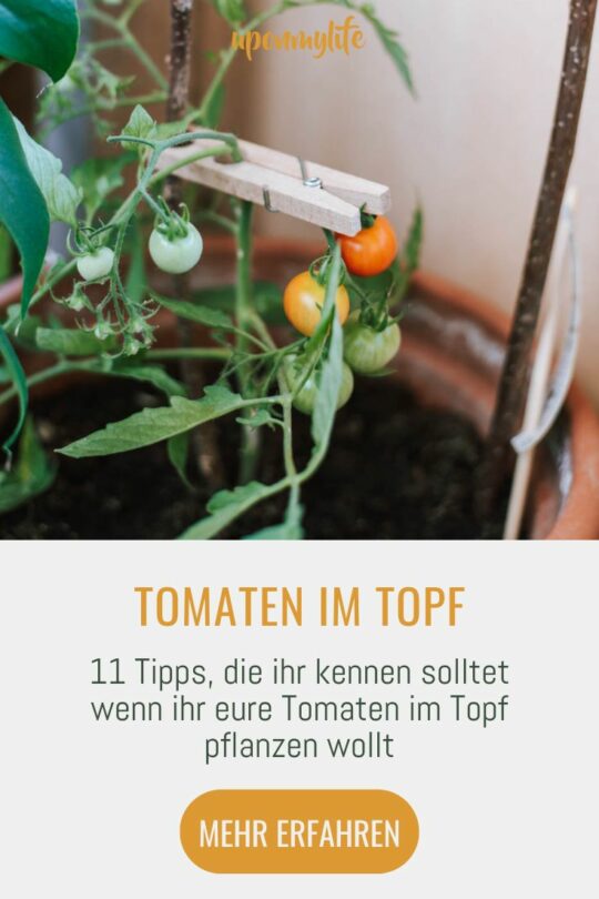 Tomaten im Topf pflanzen 11 Tipps die ihr beachten solltet Uponmylife
