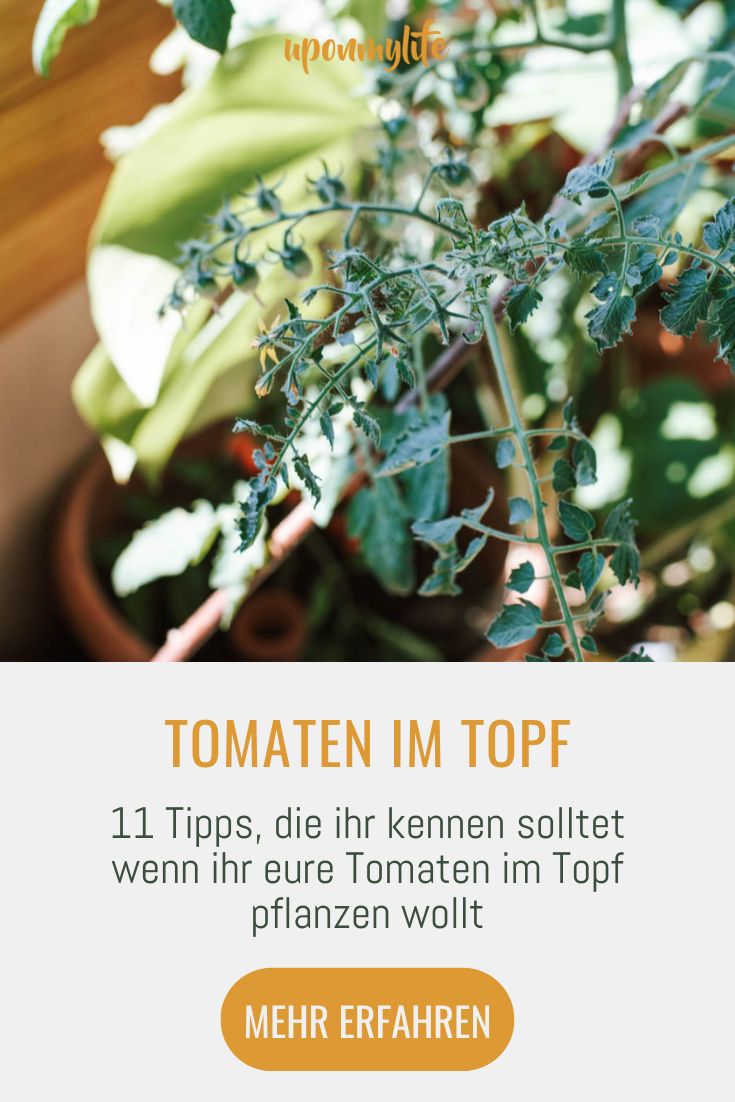 Tomaten im Topf pflanzen 11 Tipps die ihr beachten solltet Uponmylife