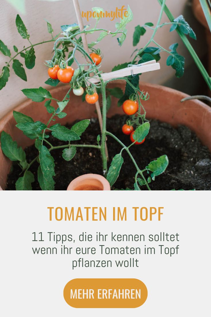 Tomaten im Topf pflanzen 11 Tipps die ihr beachten solltet Uponmylife