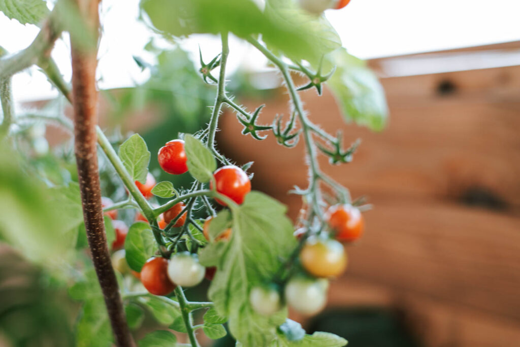 11 Tipps, die ihr kennen solltet wenn ihr eure Tomaten im Topf pflanzen wollt: Topfgröße, Düngen, das richtige Gießen, Sortenwahl ...