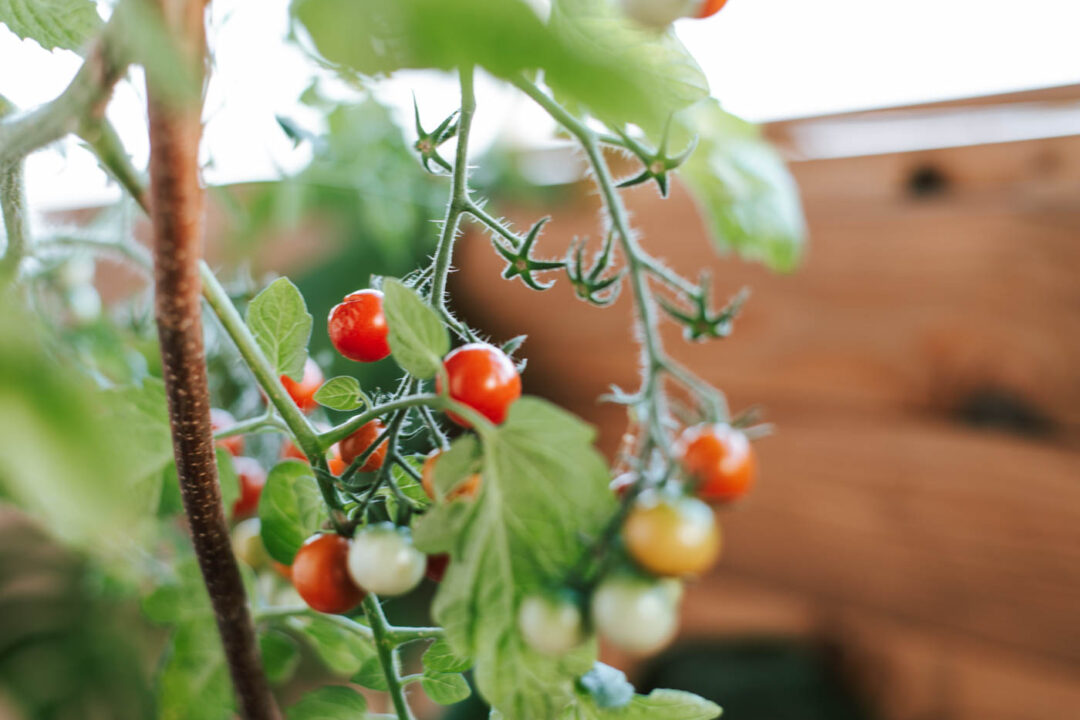 Tomaten im Topf pflanzen 11 Tipps die ihr beachten solltet Uponmylife