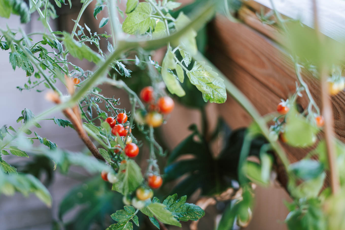 58+ Cherry Tomaten Im Topf Pflanzen, Tomaten gedeihen auch auf