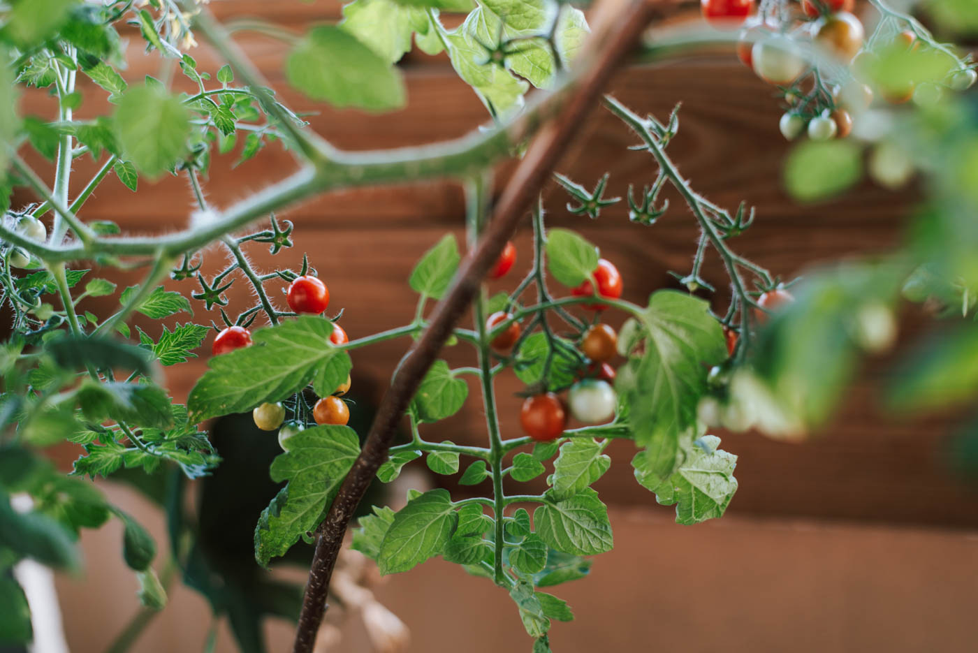 Tomaten im Topf pflanzen 11 Tipps die ihr beachten solltet Uponmylife