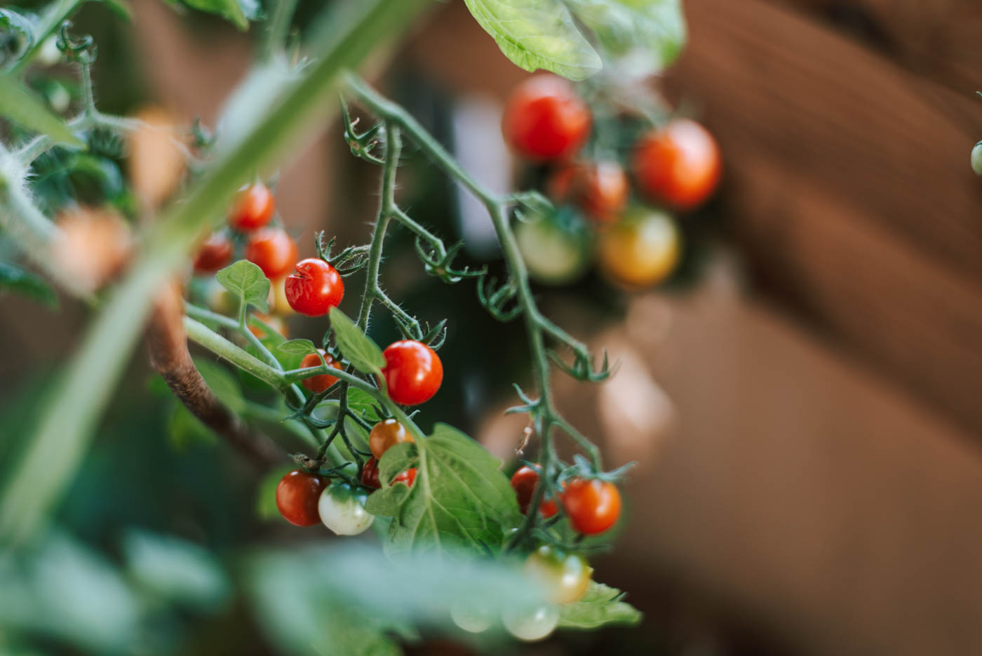 Tomaten im Topf pflanzen 11 Tipps die ihr beachten solltet Uponmylife
