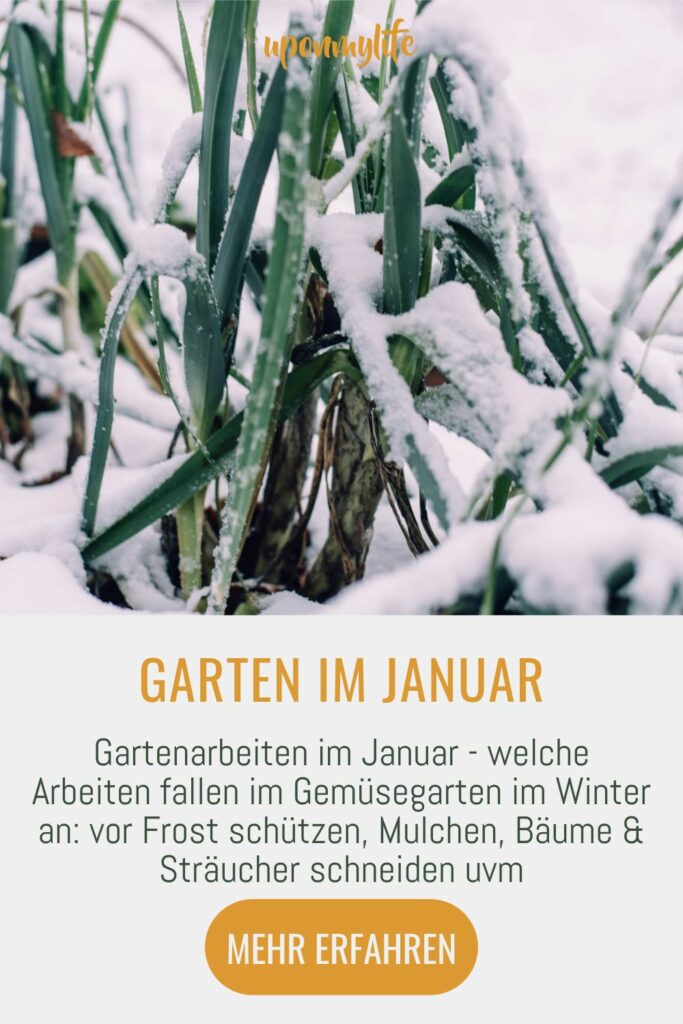 Gartenarbeiten im Januar - welche Arbeiten fallen im Gemüsegarten im Winter an: vor Frost schützen, Mulchen, Bäume & Sträucher schneiden uvm