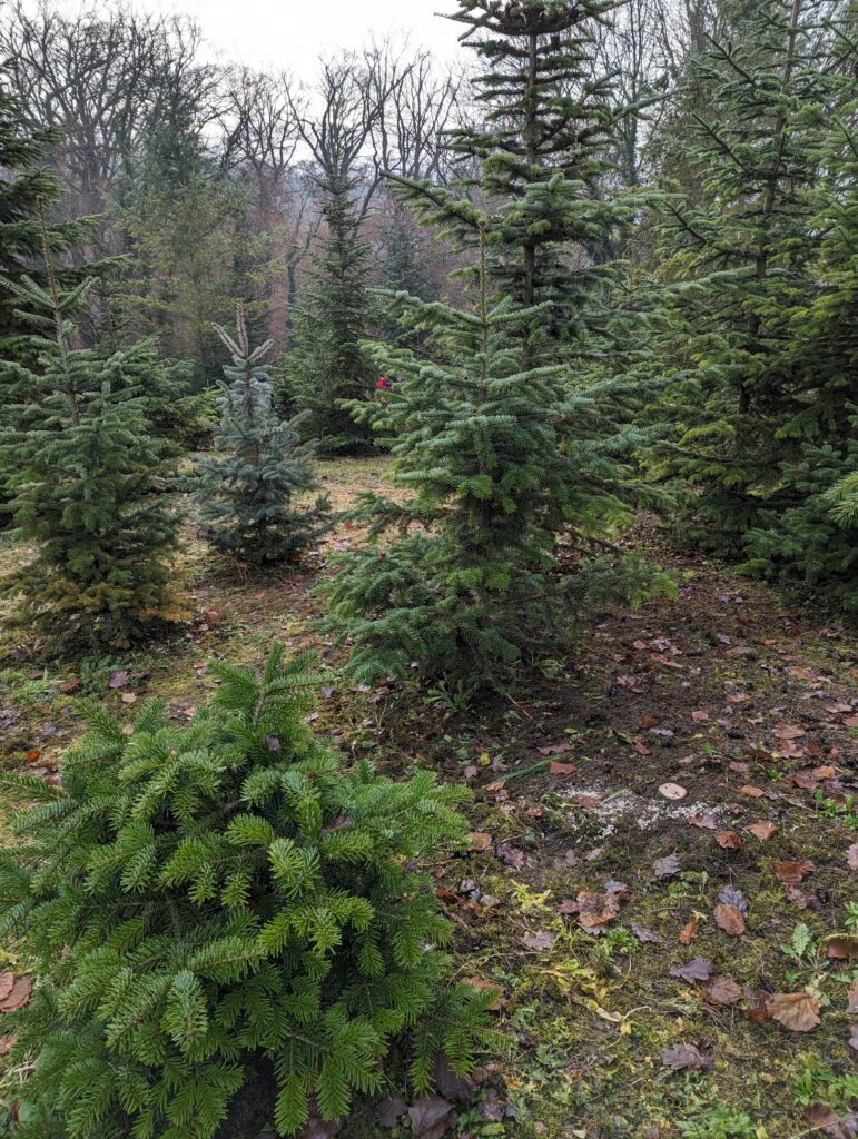 Nachhaltiger Weihnachtsbaum - geht das überhaupt? Ich habe Vor- und Nachteile von Weihnachtsbäumen und Alternativen zusammengestellt. #weihnachten #weihnachtsbaum #nachhaltigkeit