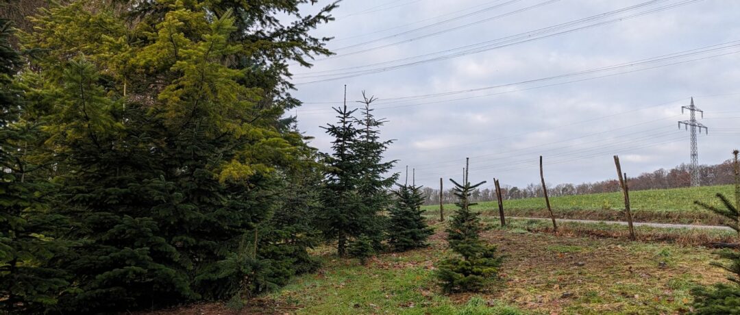 Nachhaltiger Weihnachtsbaum - geht das überhaupt? Ich habe Vor- und Nachteile von Weihnachtsbäumen und Alternativen zusammengestellt. #weihnachten #weihnachtsbaum #nachhaltigkeit