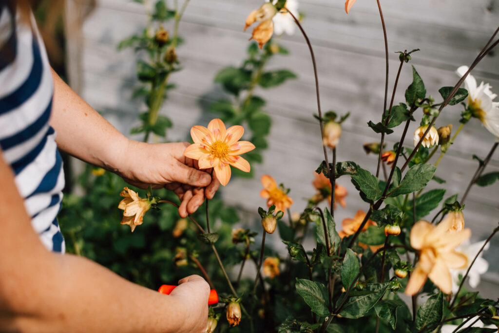 Bienenfreundlicher Garten am Haus: Praktische Tipps für Familien - Pflanzideen, Gemüsebeet, Obst & Spielbereiche, pflegeleicht und naturnah.