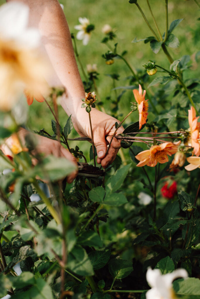 Bienenfreundlicher Garten am Haus: Praktische Tipps für Familien - Pflanzideen, Gemüsebeet, Obst & Spielbereiche, pflegeleicht und naturnah.
