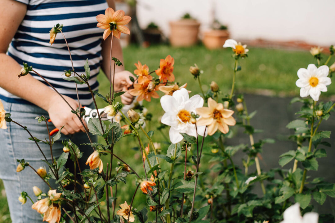 Bienenfreundlicher Garten am Haus: Praktische Tipps für junge Hausbesitzerinnen — Pflanzideen, Gemüsebeet, Obst & Spielbereiche, pflegeleicht und naturnah.