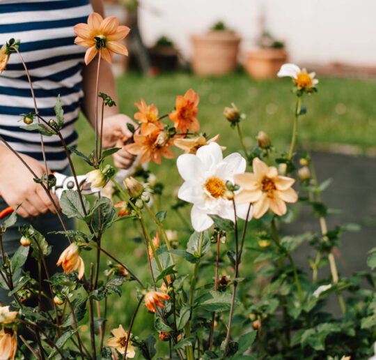 Bienenfreundlicher Garten am Haus: Praktische Tipps für junge Hausbesitzerinnen — Pflanzideen, Gemüsebeet, Obst & Spielbereiche, pflegeleicht und naturnah.
