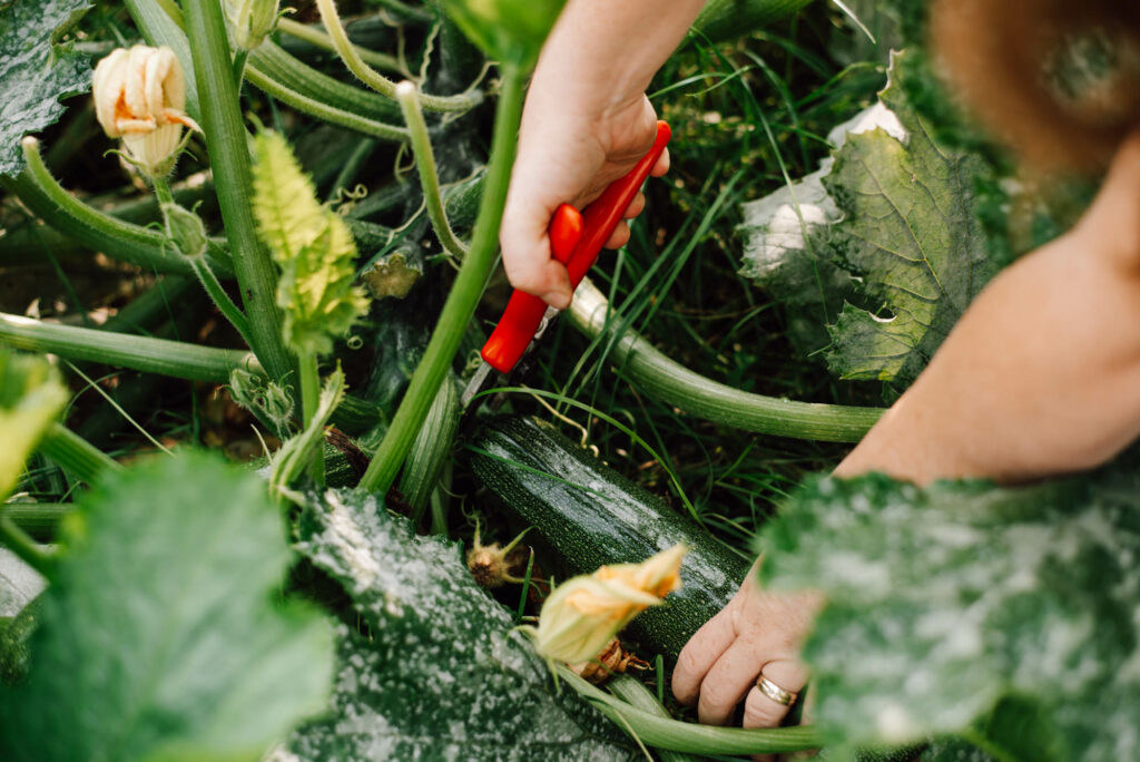 10 [+mehr] ertragreiche Gemüsesorten für Anfänger, die ihr ganz einfach und auch im Topf anbauen könnt und viele Früchte ernten werdet