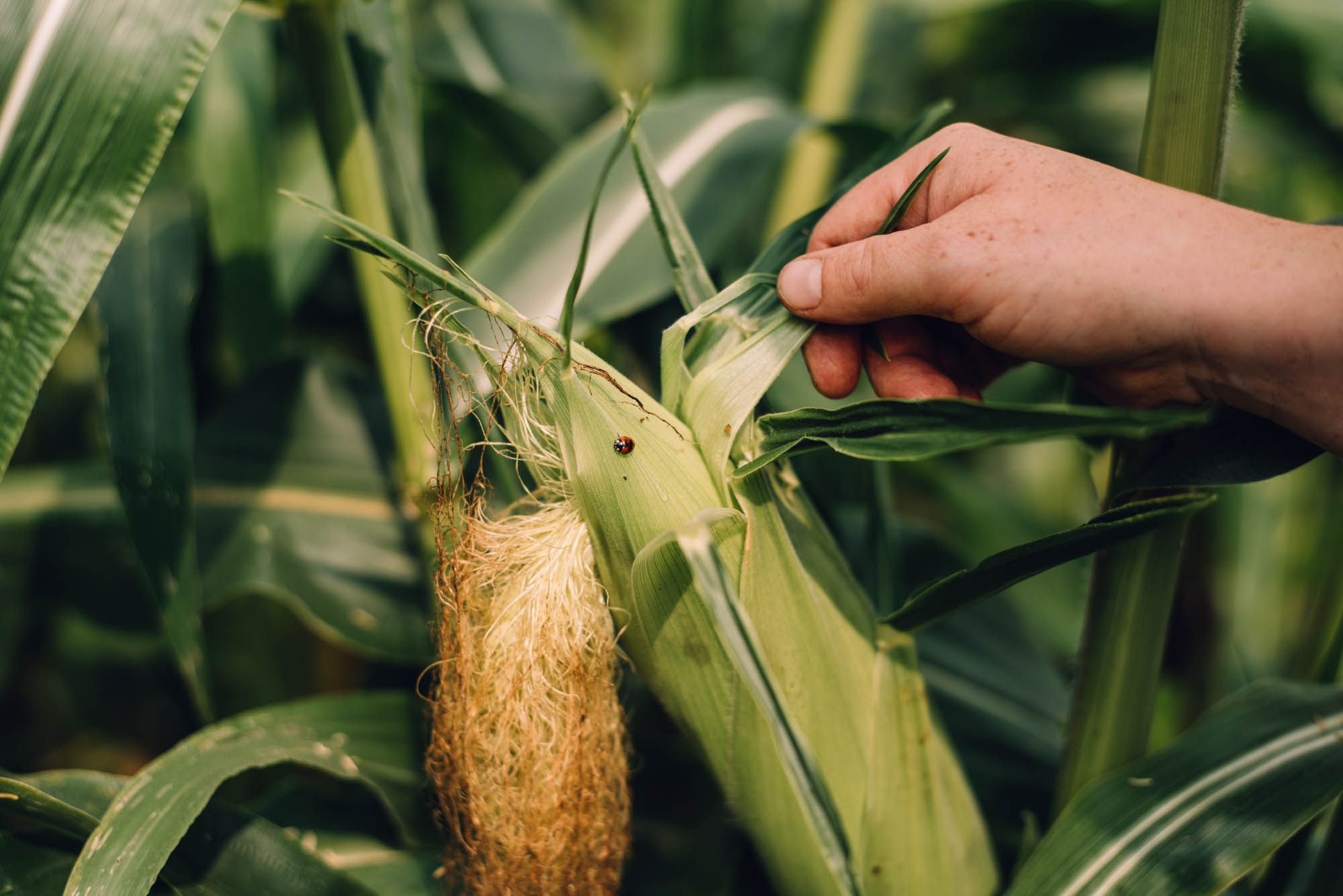 Zuckermais anbauen leicht gemacht: Entdecke in diesem persönlichen Gartenblog alles über Sortenwahl, Aussaat, Pflege, Ernte und Rezepte für süße Maiskolben aus dem eigenen Beet.