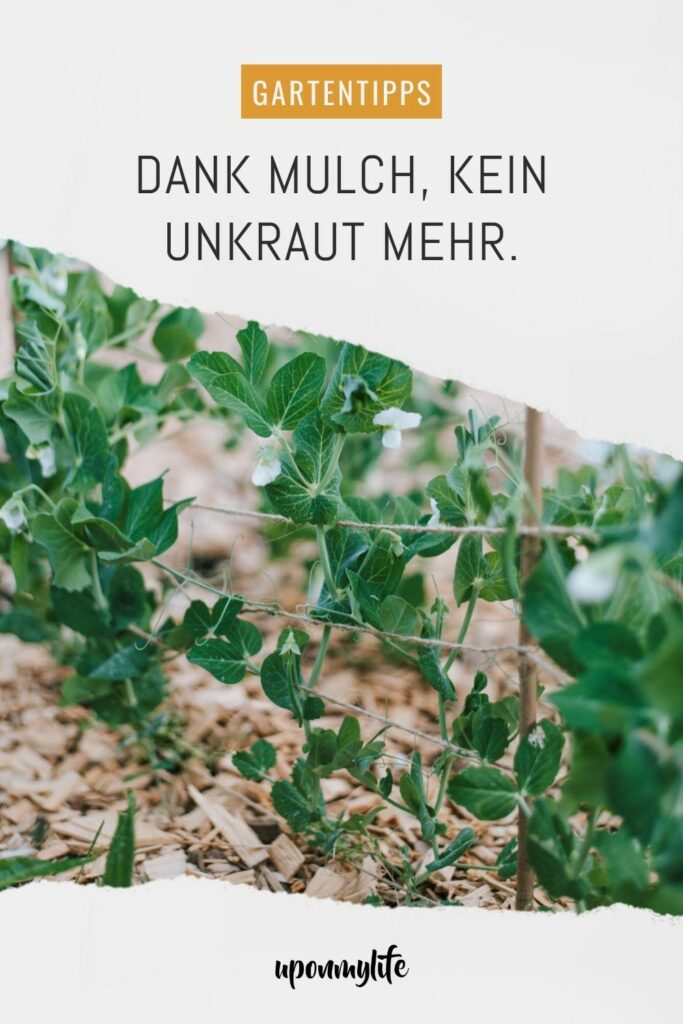 Mulchen im Gemüsegarten: Garten ohne Unkraut & Gießen? Mit Mulch geht das: Ich zeige euch Vorteile, Nachteile, Tipps & Mulch-Materialien