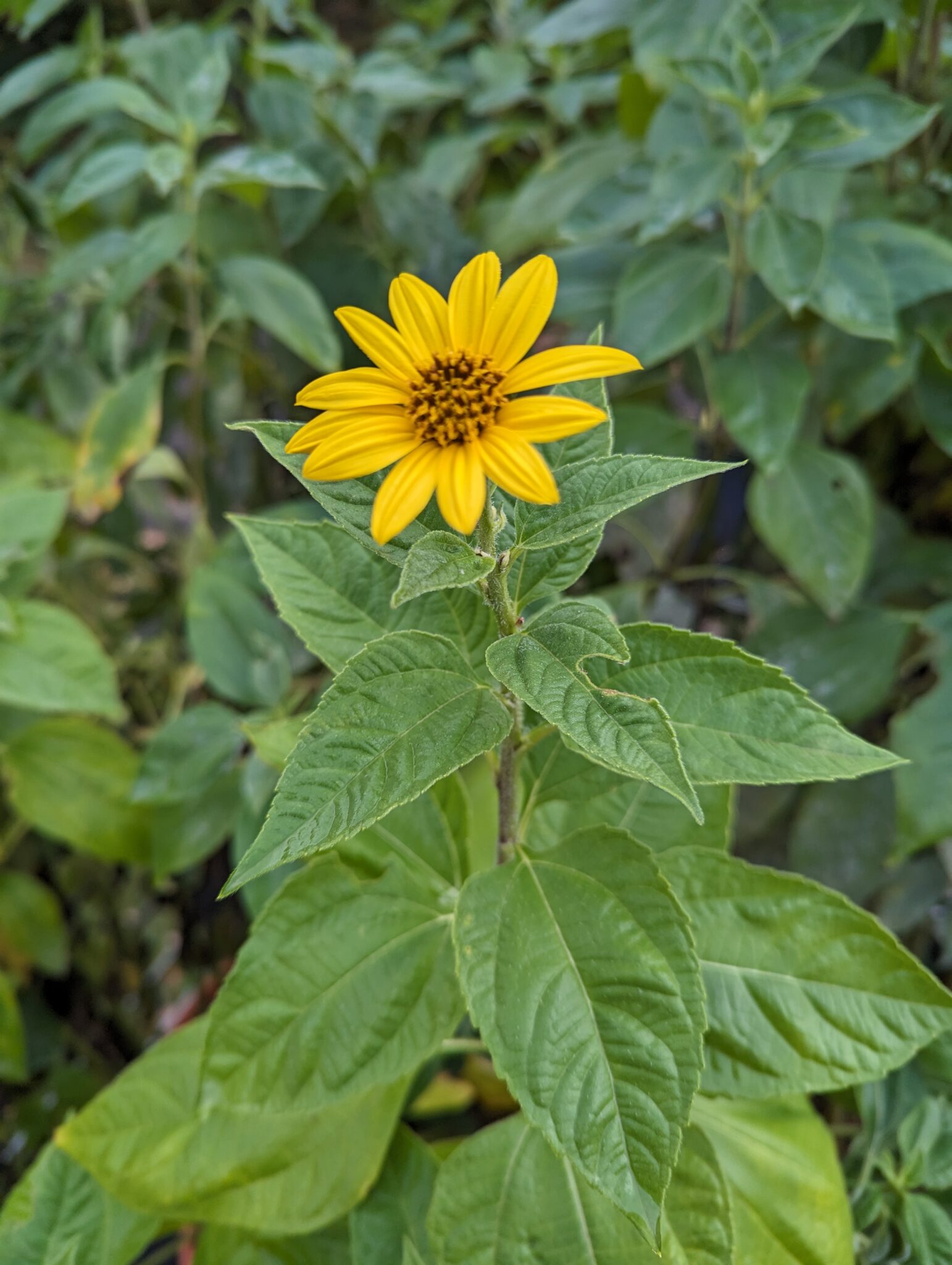 41+ Pflanze Topinambur Ernten, Topinambur ist mit der sonnenblume