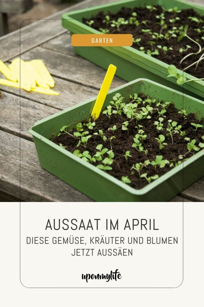 Aussaat im April: Diese Gemüse-, Blumen- und Pflanzenarten könnt ihr jetzt säen. Und das solltet ihr dabei beachten - jetzt lesen!