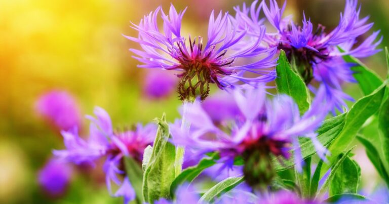 Heimische Stauden für den Bauerngarten Uponmylife