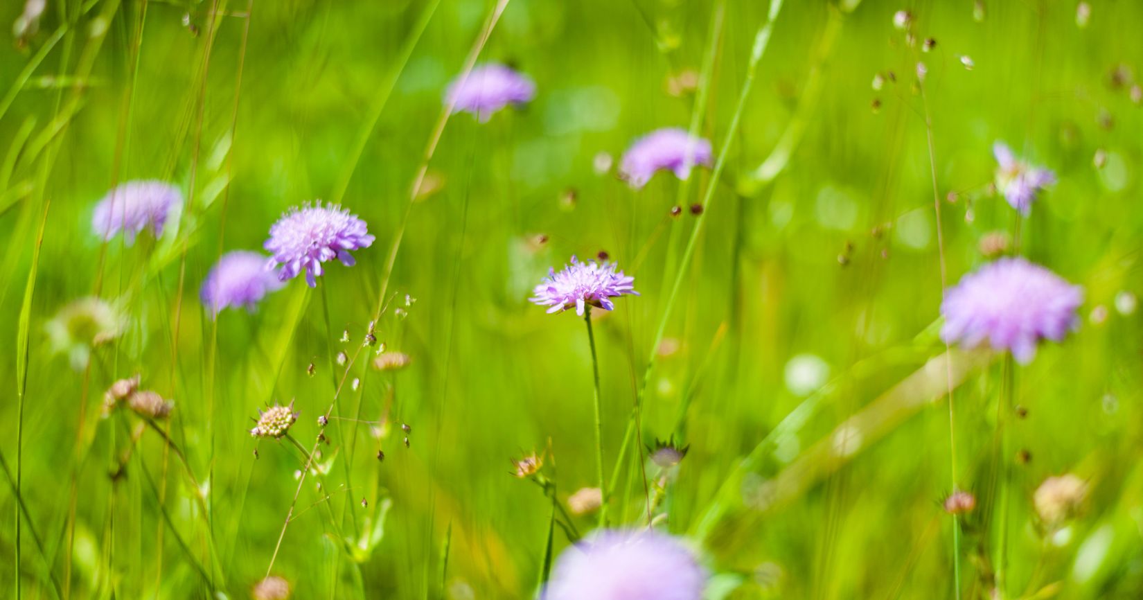 Heimische Stauden für den Bauerngarten Uponmylife