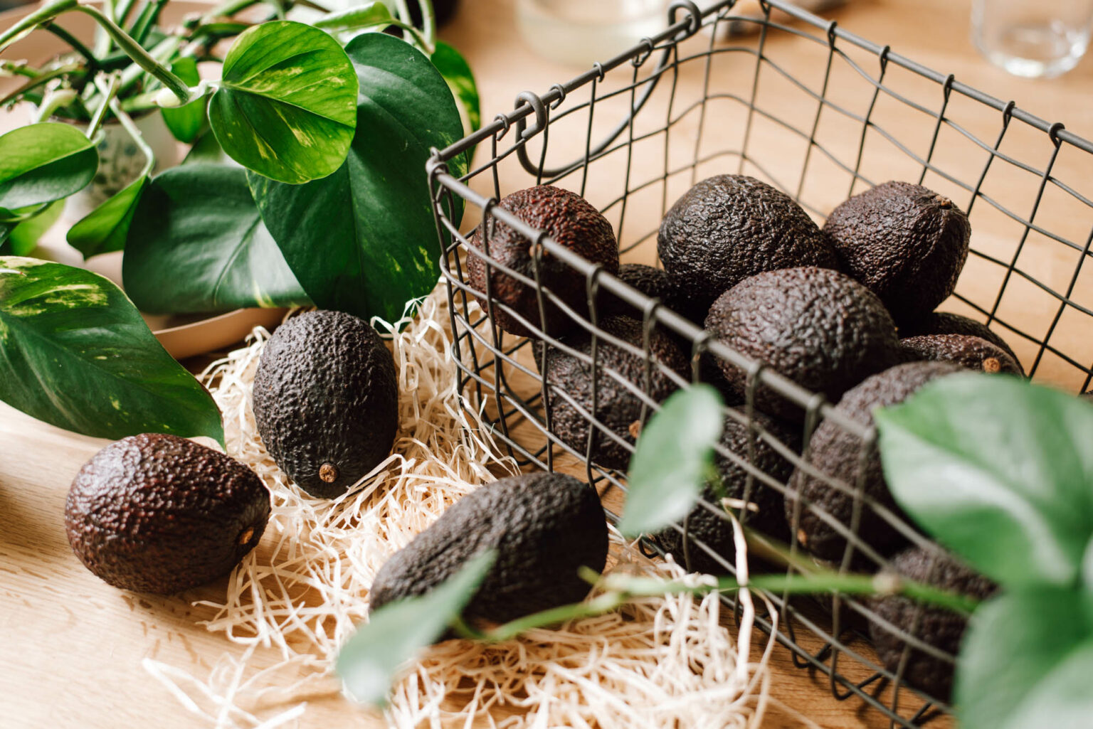 Bio Avocados Direkt Vom Bauern Uponmylife