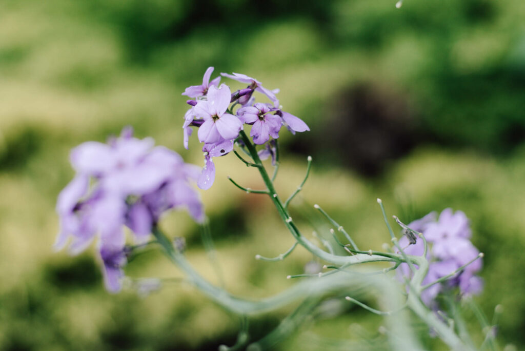 Bienenfreundlicher Garten am Haus: Praktische Tipps für Familien - Pflanzideen, Gemüsebeet, Obst & Spielbereiche, pflegeleicht und naturnah.