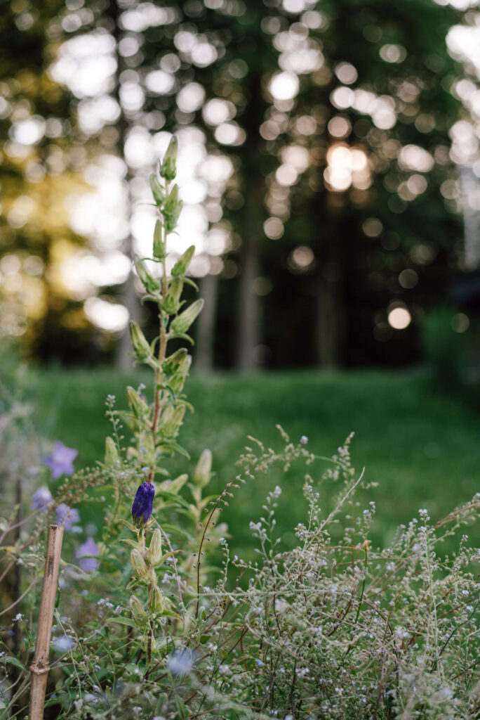 Bauerngarten anlegen: Welche Pflanzen, Standort, Anordnung, ... braucht ihr zum Bauerngarten selber anpflanzen
