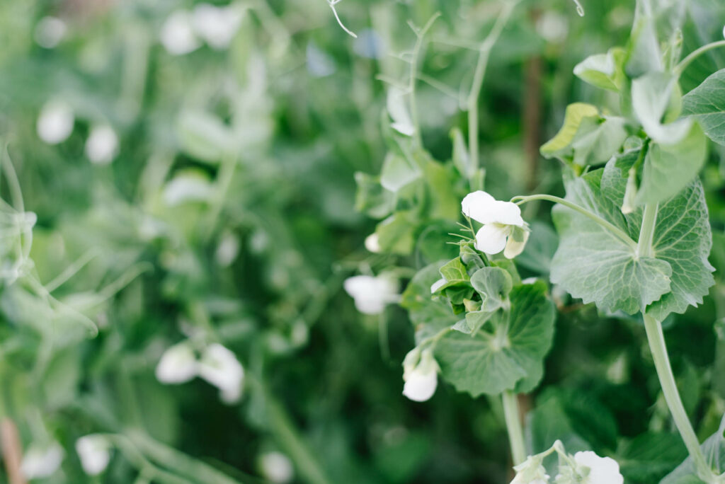 Bienenfreundlicher Garten am Haus: Praktische Tipps für Familien - Pflanzideen, Gemüsebeet, Obst & Spielbereiche, pflegeleicht und naturnah.