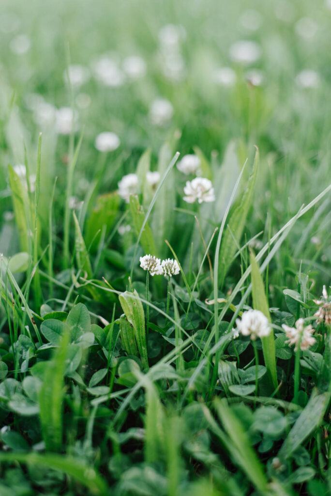 Bauerngarten anlegen: Welche Pflanzen, Standort, Anordnung, ... braucht ihr zum Bauerngarten selber anpflanzen