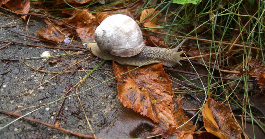 Was tun gegen Schnecken? 7 Tipps, die wirklich gegen Schneckenplagen im Garten helfen + Erfahrungstipps aus meinem eigenen Garten