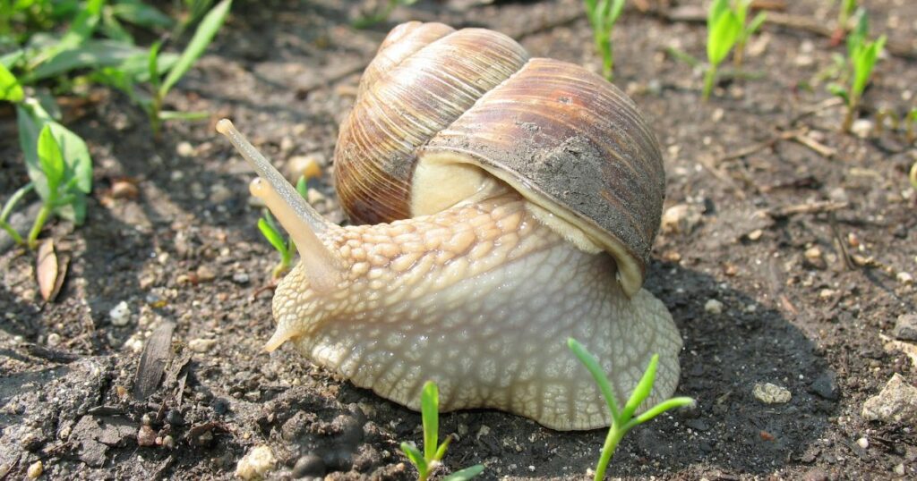 Was tun gegen Schnecken? 7 Tipps, die wirklich gegen Schneckenplagen im Garten helfen + Erfahrungstipps aus meinem eigenen Garten