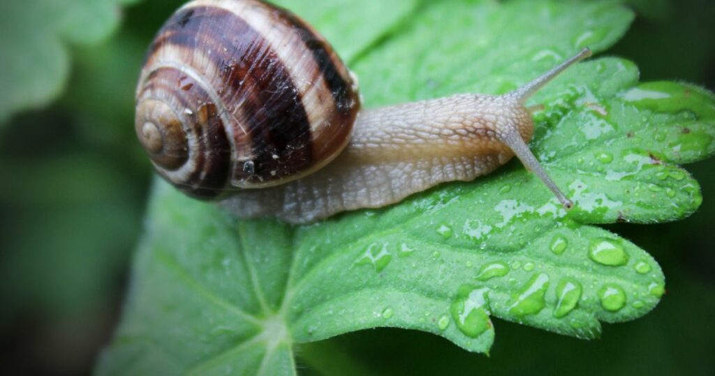 Was tun gegen Schnecken? 7 Tipps, die wirklich gegen Schneckenplagen im Garten helfen + Erfahrungstipps aus meinem eigenen Garten