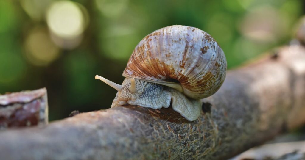 Was tun gegen Schnecken? 7 Tipps, die wirklich gegen Schneckenplagen im Garten helfen + Erfahrungstipps aus meinem eigenen Garten