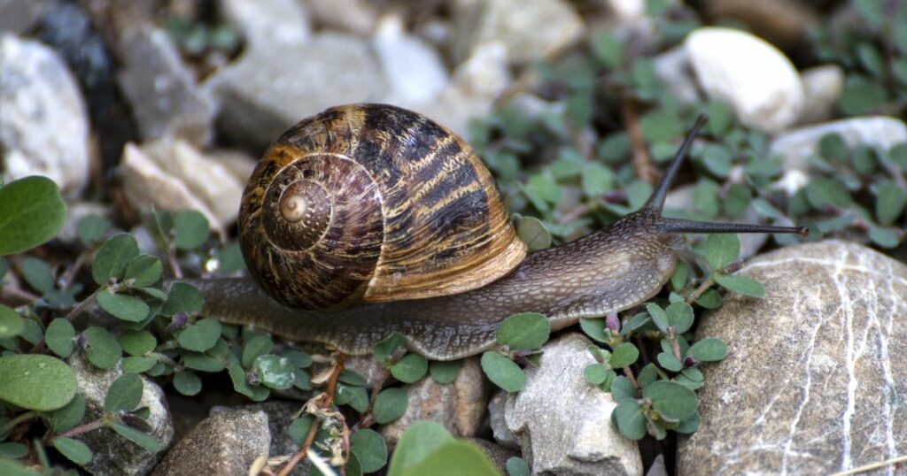 Was tun gegen Schnecken? 7 Tipps, die wirklich gegen Schneckenplagen im Garten helfen + Erfahrungstipps aus meinem eigenen Garten