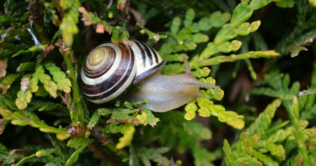 Was tun gegen Schnecken? 7 Tipps, die wirklich gegen Schneckenplagen im Garten helfen + Erfahrungstipps aus meinem eigenen Garten