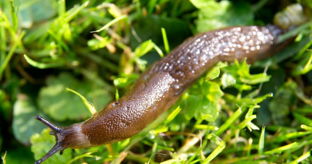 Was tun gegen Schnecken? 7 Tipps, die wirklich gegen Schneckenplagen im Garten helfen + Erfahrungstipps aus meinem eigenen Garten