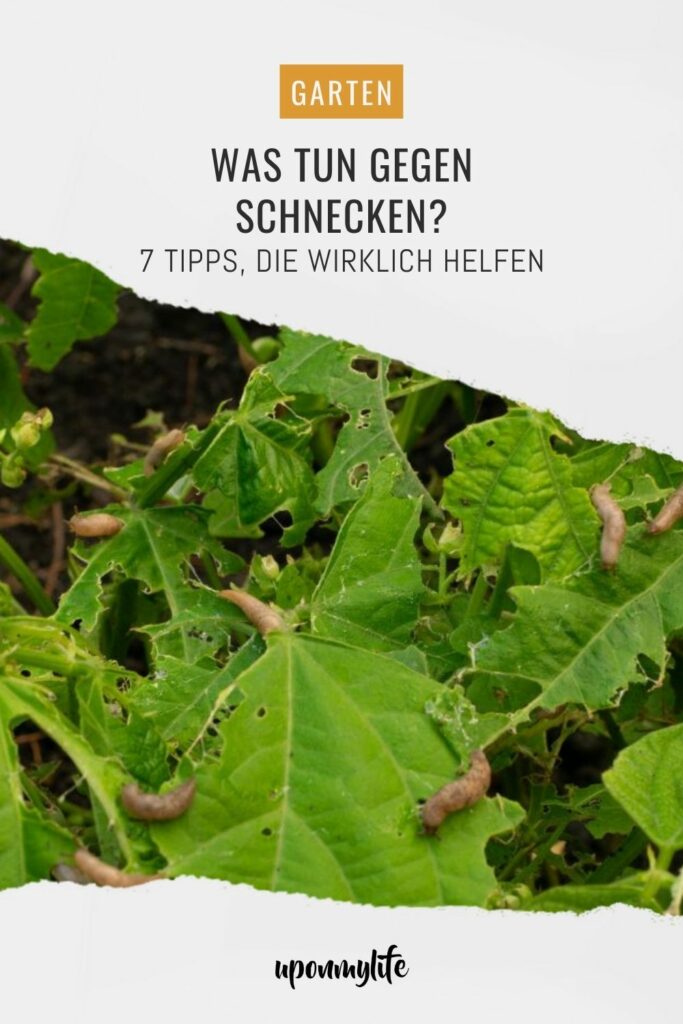 Was tun gegen Schnecken? 7 Tipps, die wirklich gegen Schneckenplagen im Garten helfen + Erfahrungstipps aus meinem eigenen Garten