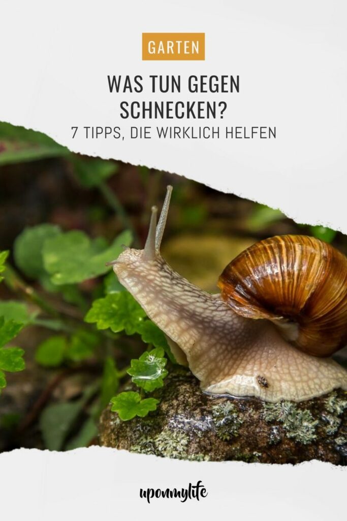 Was tun gegen Schnecken? 7 Tipps, die wirklich gegen Schneckenplagen im Garten helfen + Erfahrungstipps aus meinem eigenen Garten