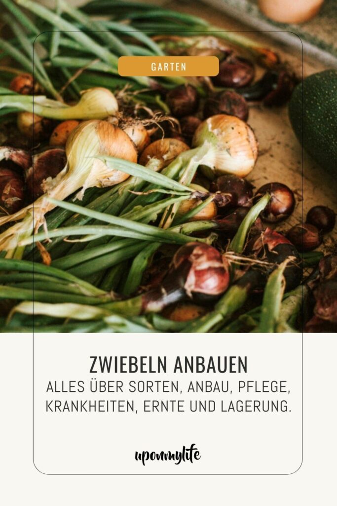 Zwiebeln anbauen: So einfach baut ihr Zwiebeln selber an. Alles über Sorten, Anbau, Pflege, Krankheiten, Ernte und Lagerung.