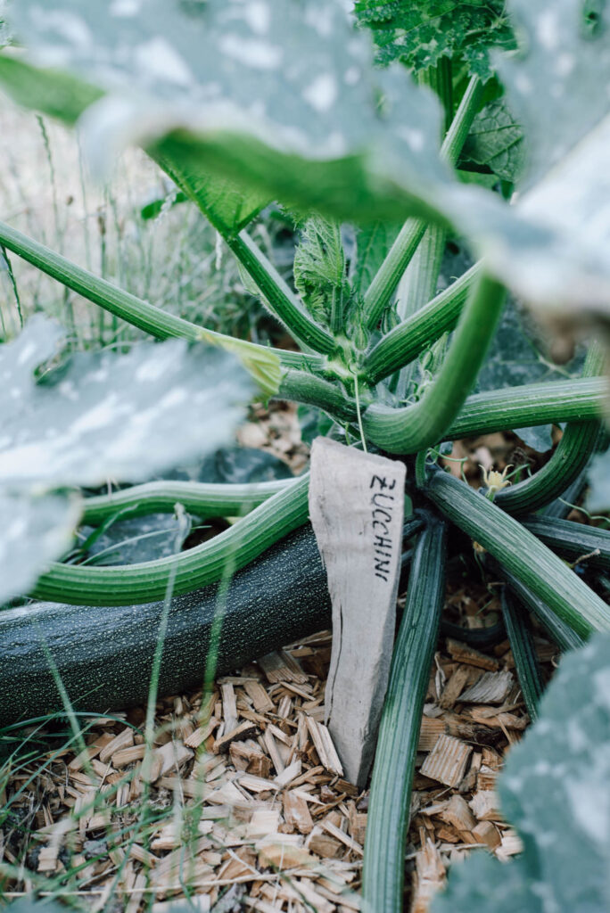 Zucchini-Schwemme? Hier findest du 20 einfache Zucchini-Rezepte – von Puffer und Lasagne bis Chutney, Brot & Kuchen. Mit Mengenangaben, Zeiten und Schritt-für-Schritt-Anleitung.