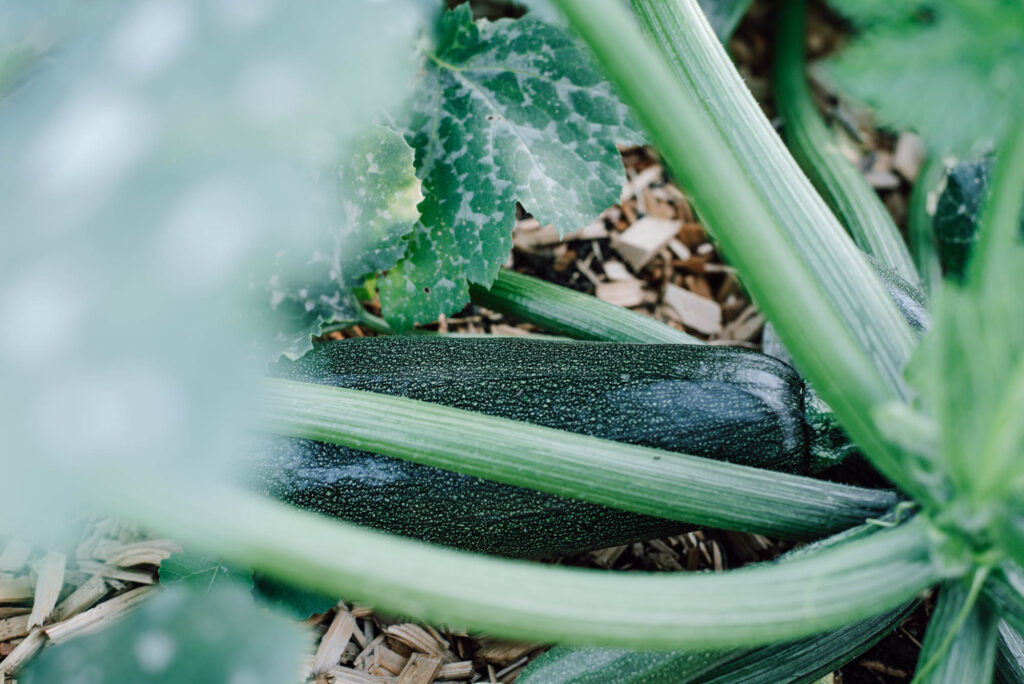 Zucchini-Schwemme? Hier findest du 20 einfache Zucchini-Rezepte – von Puffer und Lasagne bis Chutney, Brot & Kuchen. Mit Mengenangaben, Zeiten und Schritt-für-Schritt-Anleitung.