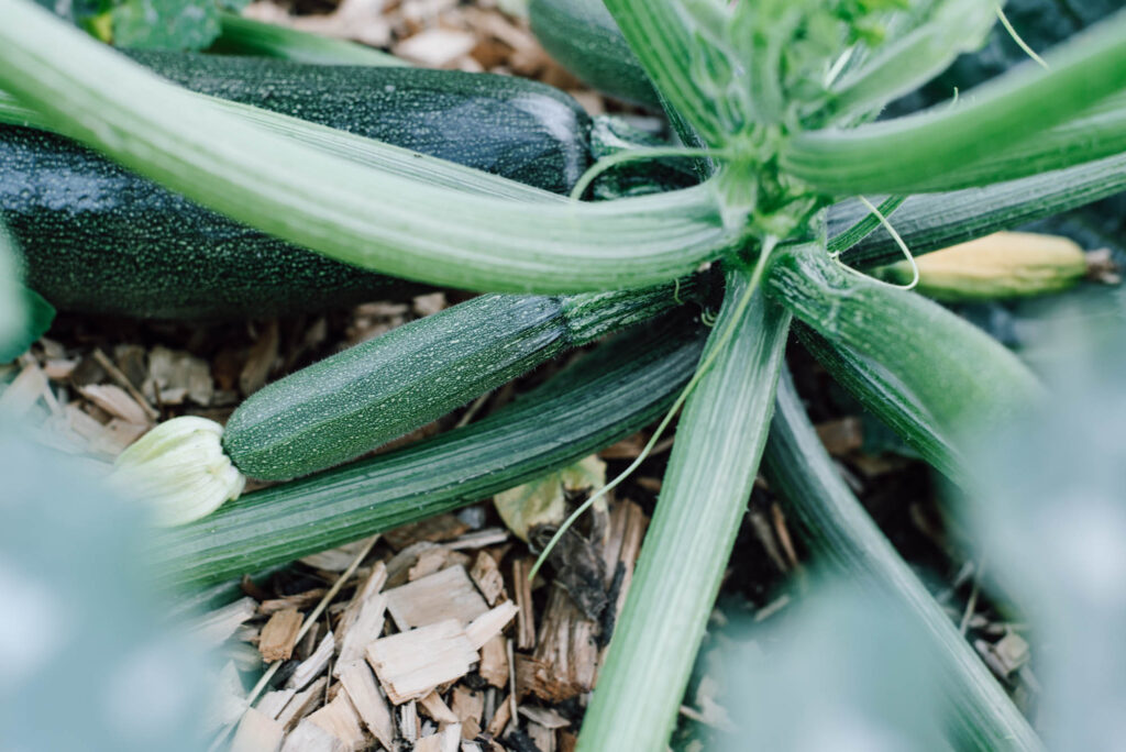 Zucchini-Schwemme? Hier findest du 20 einfache Zucchini-Rezepte – von Puffer und Lasagne bis Chutney, Brot & Kuchen. Mit Mengenangaben, Zeiten und Schritt-für-Schritt-Anleitung.