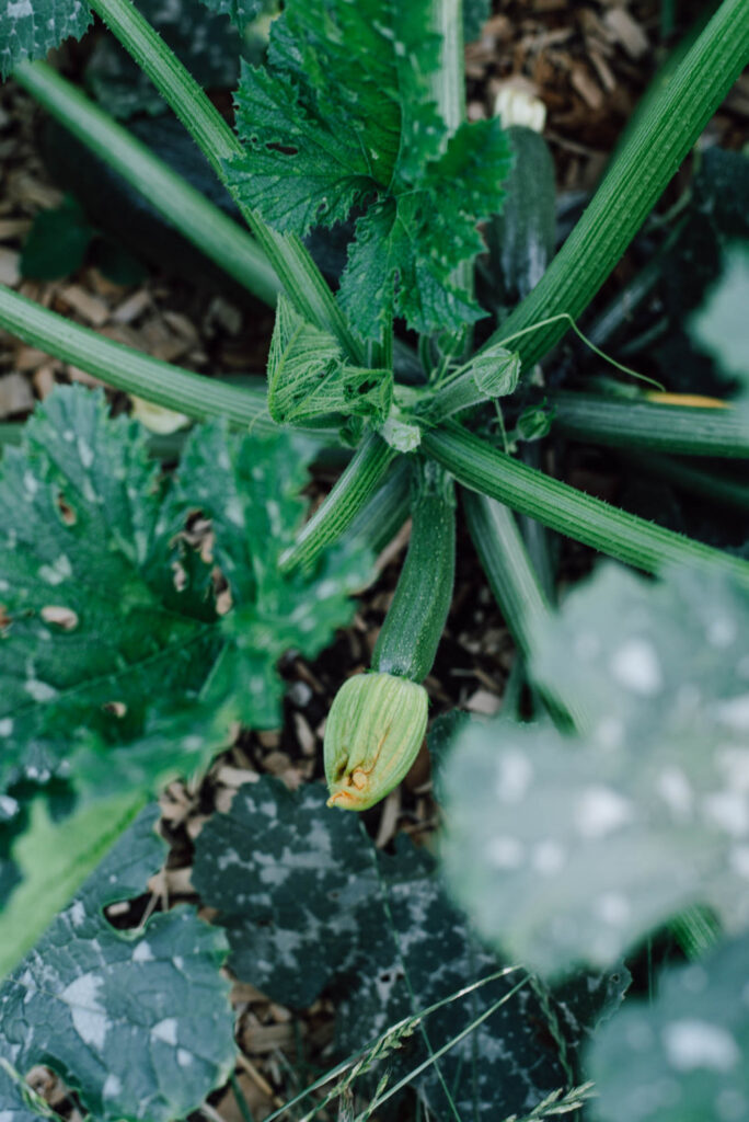 Zucchini-Schwemme? Hier findest du 20 einfache Zucchini-Rezepte – von Puffer und Lasagne bis Chutney, Brot & Kuchen. Mit Mengenangaben, Zeiten und Schritt-für-Schritt-Anleitung.