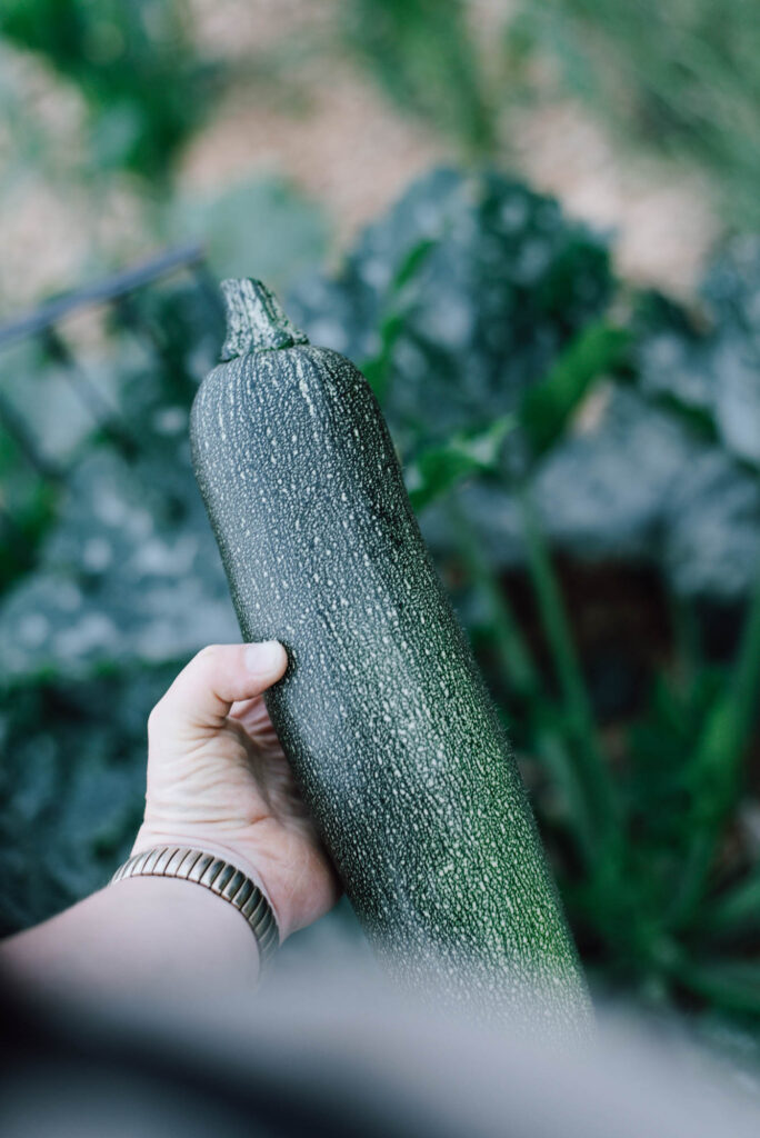 Zucchini-Schwemme? Hier findest du 20 einfache Zucchini-Rezepte – von Puffer und Lasagne bis Chutney, Brot & Kuchen. Mit Mengenangaben, Zeiten und Schritt-für-Schritt-Anleitung.