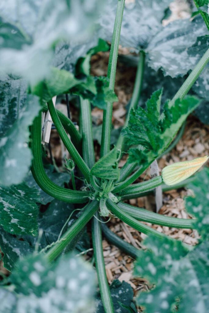Zucchini-Schwemme? Hier findest du 20 einfache Zucchini-Rezepte – von Puffer und Lasagne bis Chutney, Brot & Kuchen. Mit Mengenangaben, Zeiten und Schritt-für-Schritt-Anleitung.