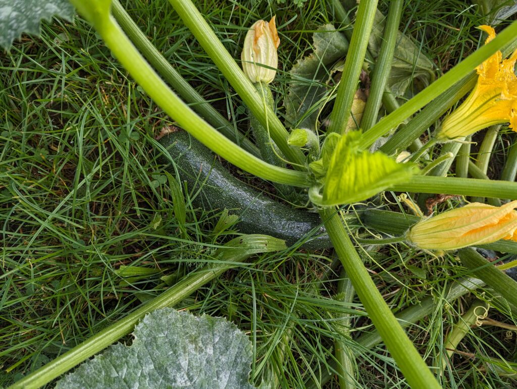 Zucchini-Schwemme? Hier findest du 20 einfache Zucchini-Rezepte – von Puffer und Lasagne bis Chutney, Brot & Kuchen. Mit Mengenangaben, Zeiten und Schritt-für-Schritt-Anleitung.